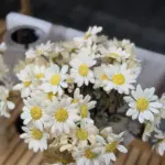 شاخه بابونه وارداتی