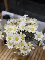 شاخه بابونه وارداتی