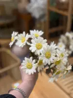 شاخه بابونه وارداتی - Image 3
